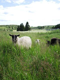 Auf dem Bauernhof Tuukkalas gibt es verschiedene Tiere wie Hühner und Schafe