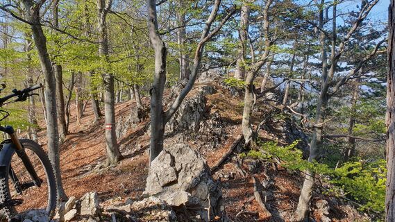 Fotografija s spletne strani Wolferl na poti