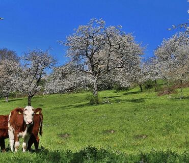 Kirschblüte in der Rühler Schweiz