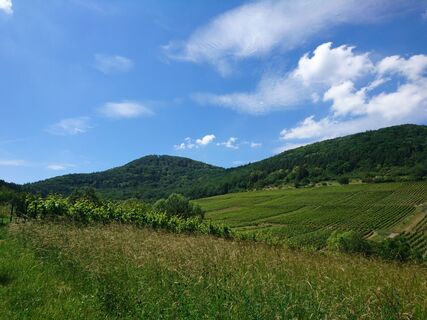Am Anfang der Tour blickt man über die Weinlage "Kastanienbusch" zum Hohenberg,