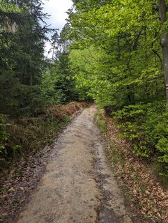 Fotografia z dgerber na trase