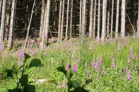 Fingerhut im Naturschutzgebiet