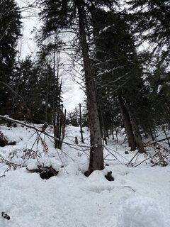 Sankt Koloman_Trattberg