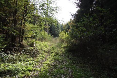 Pfad Kreuzung Hemelbach