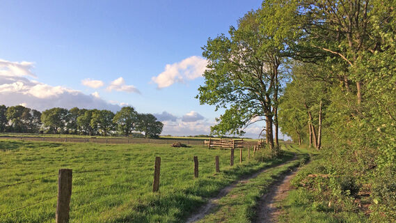 Am Waldrand entlang