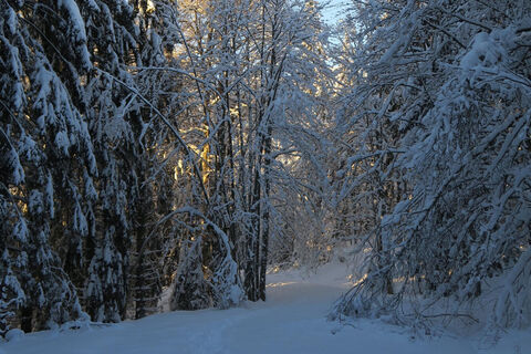 Ein Winterwald wie im Märchen