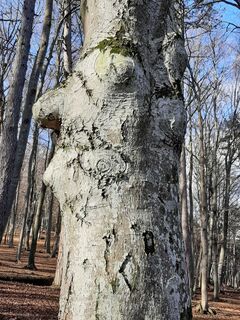 Der Waldschratt