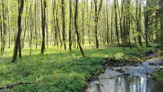 Strunde im Wald