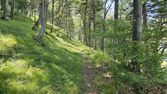 6.0 km Single Turmkogel
