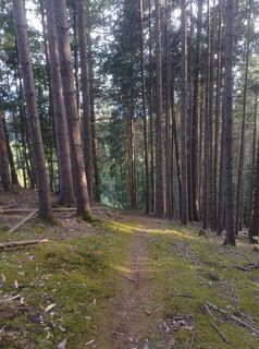 Fotografija s spletne strani Skip na poti