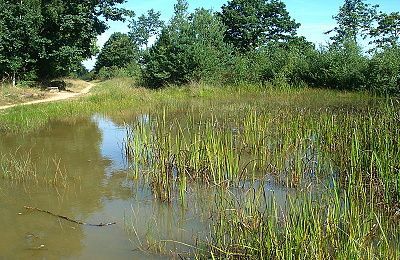 Tümpel in Drover Heide