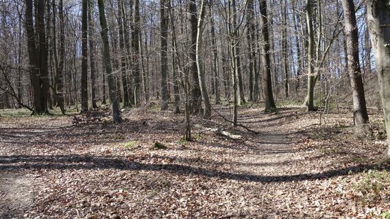 durch den Wald