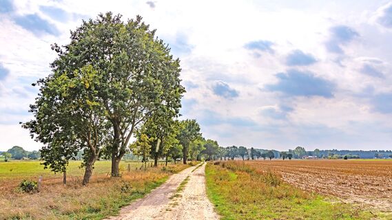 Weite Landschaft auf dem Weg zum Waldgebiet Hohe Buchen