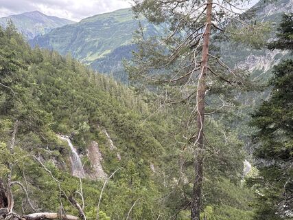 Foto von Grizzli entlang der Tour