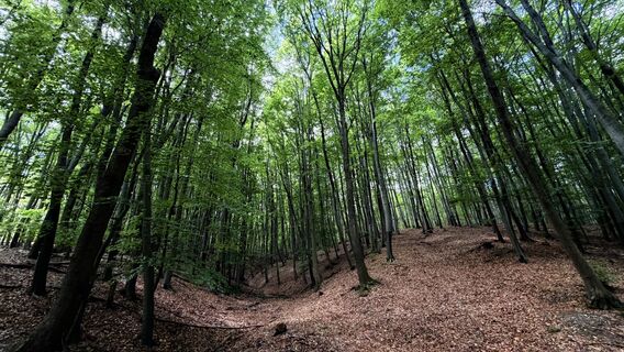 Foto de mc6206 a lo largo del recorrido