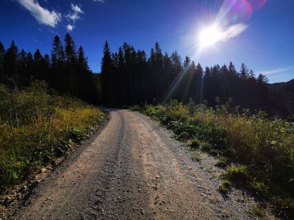 Auf der Forststraße Richtung Köckensattel