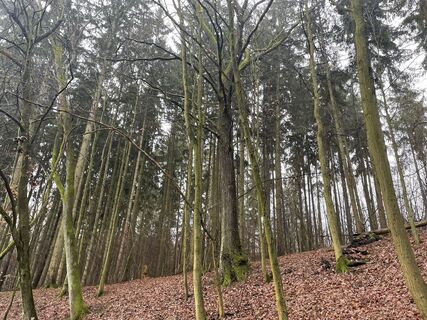 Fotografija s spletne strani Bacskai János na poti