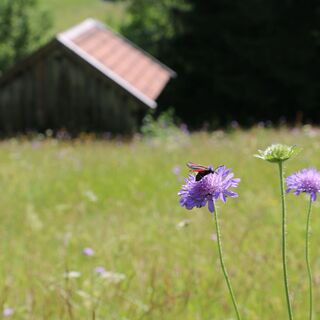 Viel zu entdecken am Bergwiesenpfad