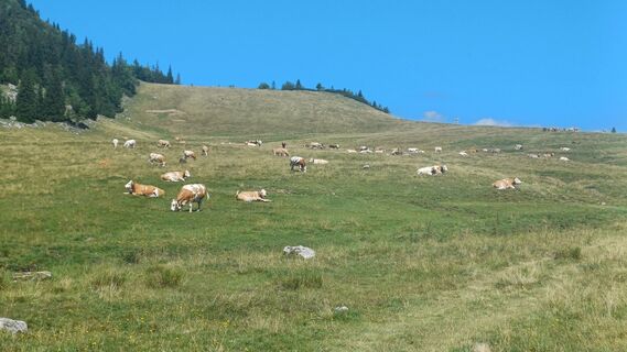 Foto von Gugans entlang der Tour