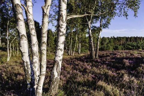 Misselhorner Heide