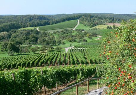 Streuobst Sternenfels (Aussicht Augenberg)