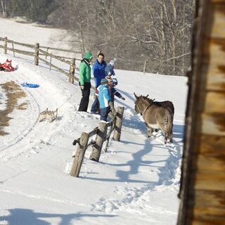 Winterwandern im Hochschwarzwald