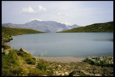 Torsee