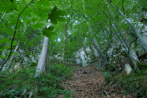 durch den Wald gehts zur Jagsdhütte