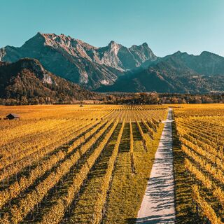 Bunte Weinreben der Bündner Herrschaft im Herbst