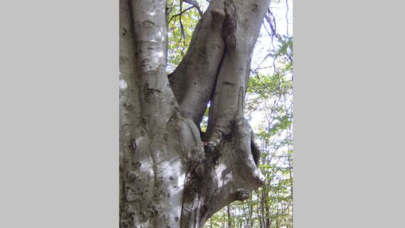 Eine jahrhunderte alte Buche mit einem "Elfenohr", gebildet durch zwei Äste, die zusammen nachwachsen, auf dem Weg zwischen Mergugno und dem Bosco Sacro.