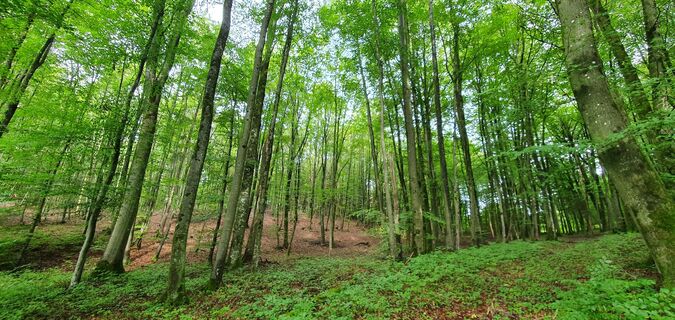 KrausbuchenWeg_Schönecker Schweiz_Sebastian Wiesen_10.2021 (92)