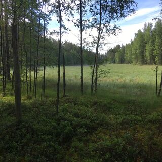 Vilkaharjun Naturpfad