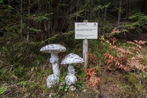 Nachbildung Grauer Wulstling am Schwammerlweg