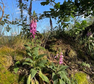 Fingerhut Wanderung Saalhausen