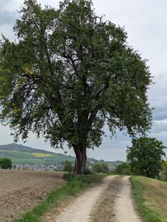 Photo de Conrad Breyer le long du parcours