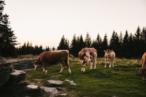Teufelsteinrunde Vieh