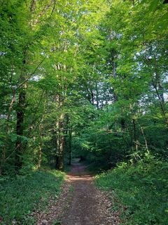 Wald von Rothonne bei Belley