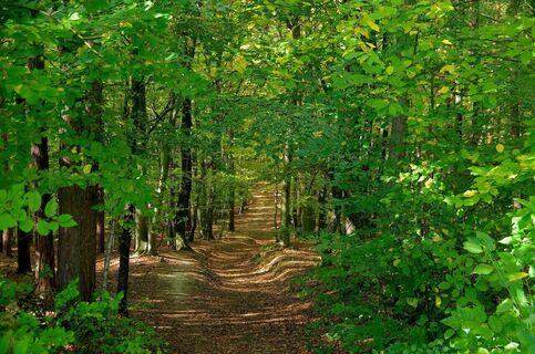 Der Weg führt uns auch durch den Wald