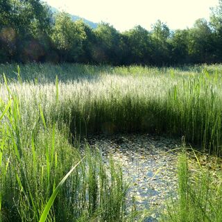 Am Moorteich