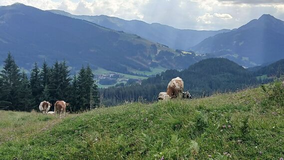 Foto von Fantom RoK entlang der Tour