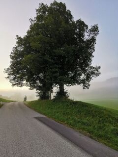 Foto von Braunreiter entlang der Tour