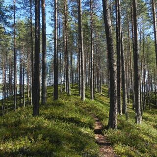 Iso-Palonen Sanda