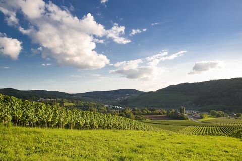 Weinberge rund um Perl