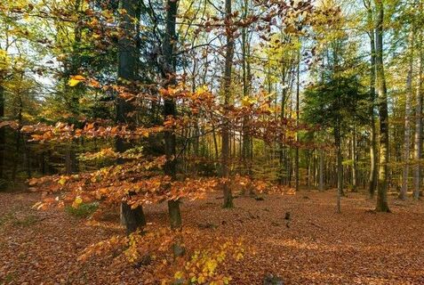 Wingst Herbstwald
