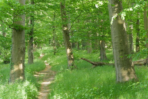 Hudeweg bei Brenkhausen