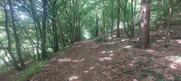Im Wald vor Neckarkatzenbach