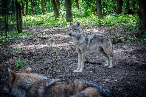 Wölfe im Wolfcenter Dörverden