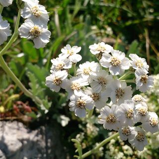 Flora
