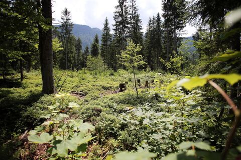 Panoramatour am Hochmoor Leckermoos