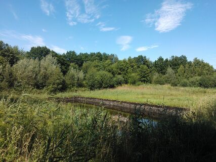 Moorteich